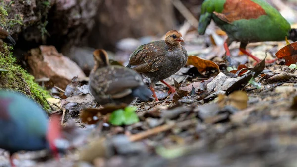 Tepeli Partridge (Rollulus rouloul) orman zemininde yiyecek arıyor. Güneydoğu Asya 'da yetişen kuş, kırmızı arması, yanardöner tüyleri ve tohum dağıtıcı rolü ile tanınır.
