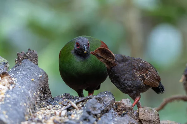 Tepeli Partridge (Rollulus rouloul) orman zemininde yiyecek arıyor. Güneydoğu Asya 'da yetişen kuş, kırmızı arması, yanardöner tüyleri ve tohum dağıtıcı rolü ile tanınır.