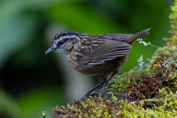 Sabah, Borneo 'da çekilmiş Wren Dağı' nın doğa görüntüsü.