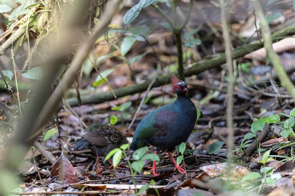 Tepeli Partridge (Rollulus rouloul) orman zemininde yiyecek arıyor. Güneydoğu Asya 'da yetişen kuş, kırmızı arması, yanardöner tüyleri ve tohum dağıtıcı rolü ile tanınır.