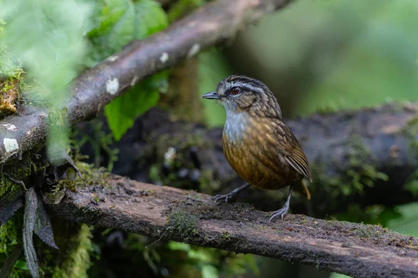 Sabah, Borneo 'da çekilmiş Wren Dağı' nın doğa görüntüsü.