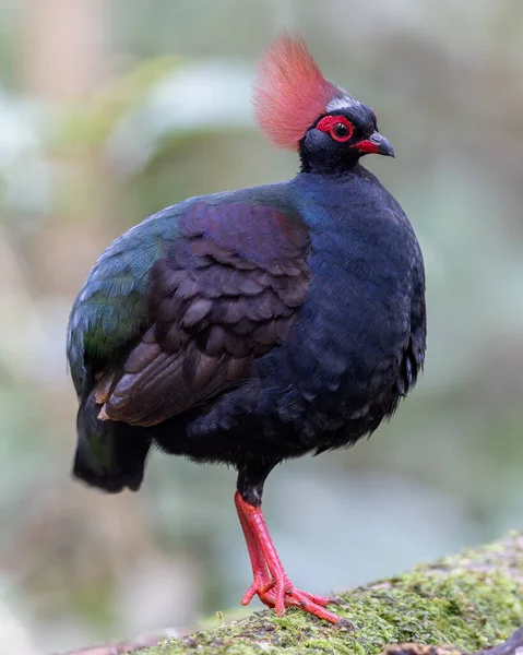 Tepeli Partridge (Rollulus rouloul) orman zemininde yiyecek arıyor. Güneydoğu Asya 'da yetişen kuş, kırmızı arması, yanardöner tüyleri ve tohum dağıtıcı rolü ile tanınır.