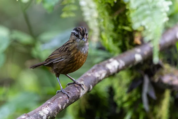 Sabah, Borneo 'da çekilmiş Wren Dağı' nın doğa görüntüsü.