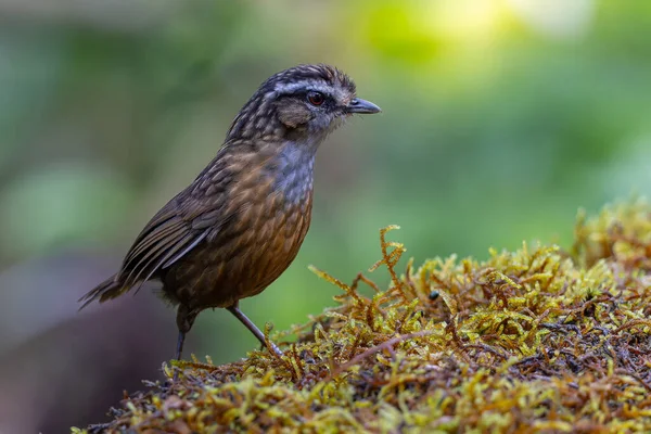 Sabah, Borneo 'da çekilmiş Wren Dağı' nın doğa görüntüsü.