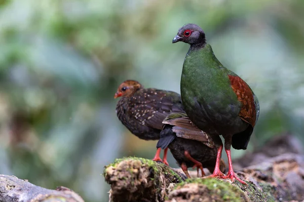 Tepeli Partridge (Rollulus rouloul) orman zemininde yiyecek arıyor. Güneydoğu Asya 'da yetişen kuş, kırmızı arması, yanardöner tüyleri ve tohum dağıtıcı rolü ile tanınır.