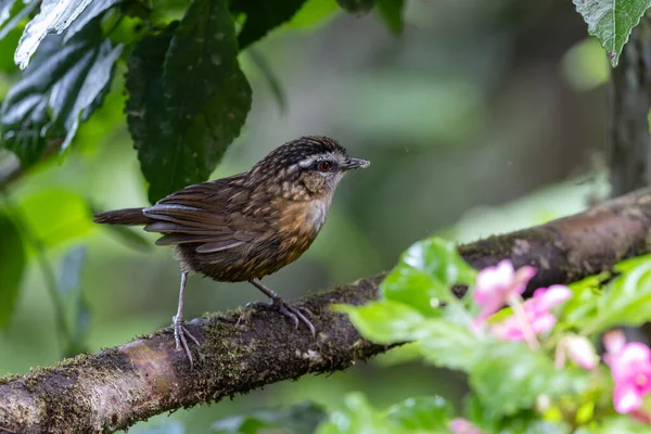 Sabah, Borneo 'da çekilmiş Wren Dağı' nın doğa görüntüsü.