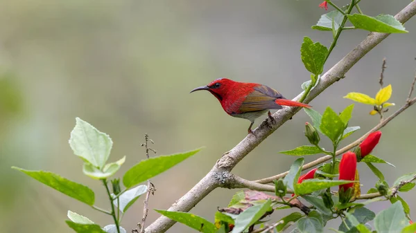Montan Ormanı Sabah, Borneo 'da Güzel Temminck' in Sunbird 'ü (Aethopyga temminckii)