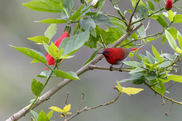Montan Ormanı Sabah, Borneo 'da Güzel Temminck' in Sunbird 'ü (Aethopyga temminckii)