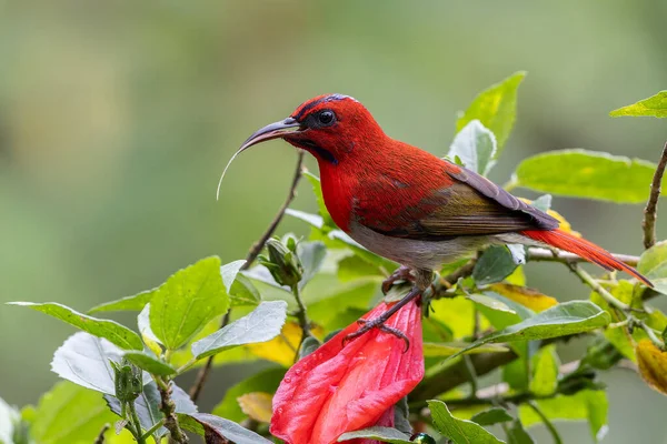 Montan Ormanı Sabah, Borneo 'da Güzel Temminck' in Sunbird 'ü (Aethopyga temminckii)