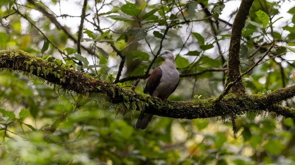 Dağ İmparatorluğu Güvercini yağmur ormanlarındaki ağaç dalına tünemiş.
