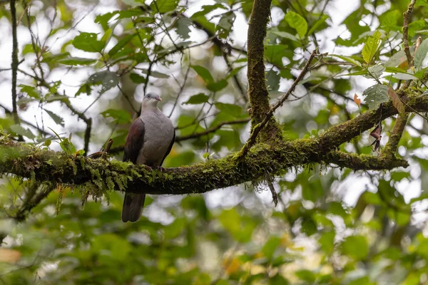 Dağ İmparatorluğu Güvercini yağmur ormanlarındaki ağaç dalına tünemiş.
