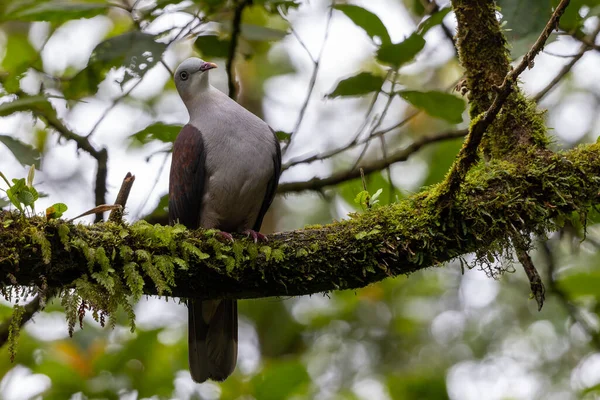 Dağ İmparatorluğu Güvercini yağmur ormanlarındaki ağaç dalına tünemiş.