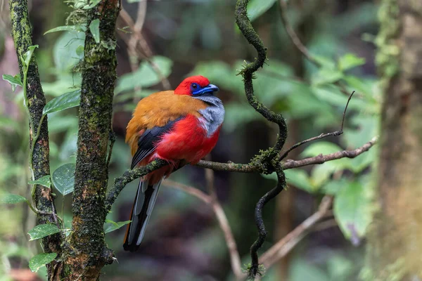 Kır Saçlı 'nın Trogon kuşunun doğa doğası Borneo' ya özgü yeşil bir ormanda bir dalda tünemekte.