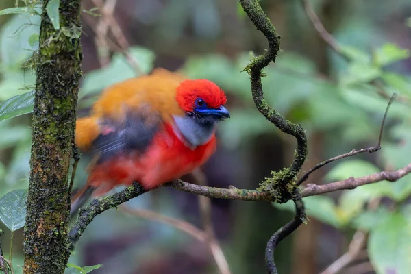 Kır Saçlı 'nın Trogon kuşunun doğa doğası Borneo' ya özgü yeşil bir ormanda bir dalda tünemekte.