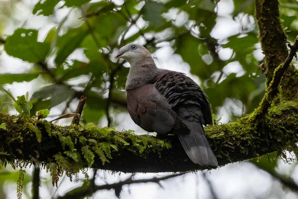 Dağ İmparatorluğu Güvercini yağmur ormanlarındaki ağaç dalına tünemiş.