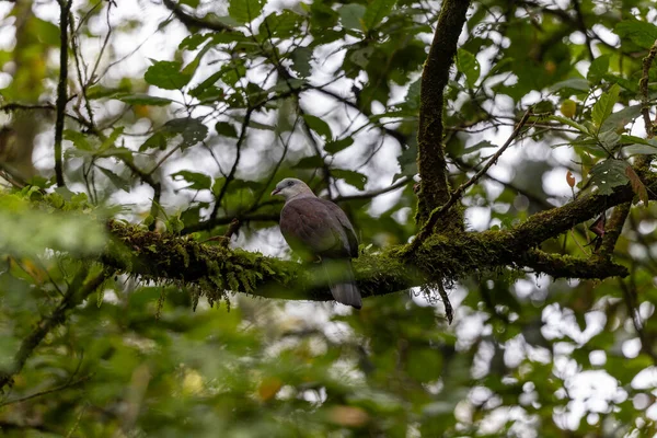 Dağ İmparatorluğu Güvercini yağmur ormanlarındaki ağaç dalına tünemiş.