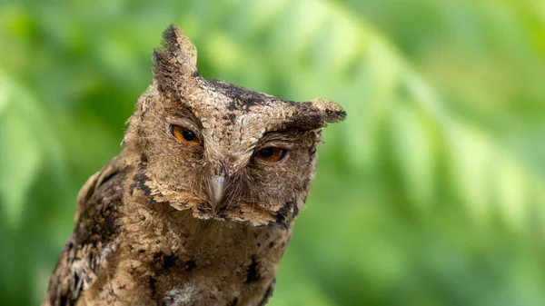 Sunda baykuşunun vahşi yaşam görüntüsü.