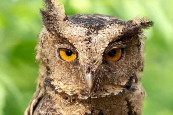 Sunda baykuşunun vahşi yaşam görüntüsü.