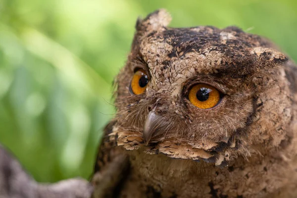 Sunda baykuşunun vahşi yaşam görüntüsü.
