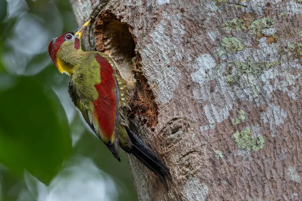 Kırmızı kanatlı ağaçkakanlar, yıpranmış bir ağaç gövdesine tünemiş tüylerini doğal arka plana karşı sergiliyorlar..