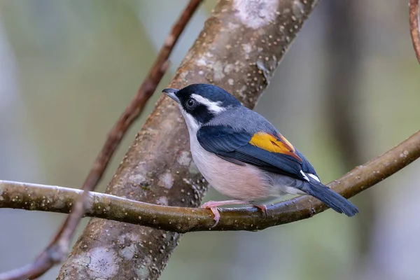 Beyaz kaşlı Shrike-geveze dalda tünemiş tüylerini sergiliyor.
