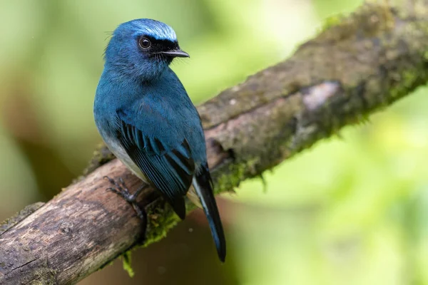 Sabah, Borneo 'daki doğa alışkanlıklarında tünemekte olan Indigo Flycatcher (Eumyias Indigo) olarak bilinen güzel mavi kuş.
