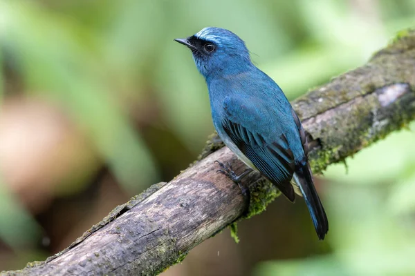 Sabah, Borneo 'daki doğa alışkanlıklarında tünemekte olan Indigo Flycatcher (Eumyias Indigo) olarak bilinen güzel mavi kuş.