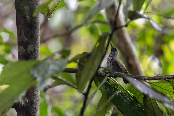 Doğa Kestane Kalçalı Babbler (Stachyris maculata) Sabah, Borneo 'da bir dalın üzerinde duruyor.