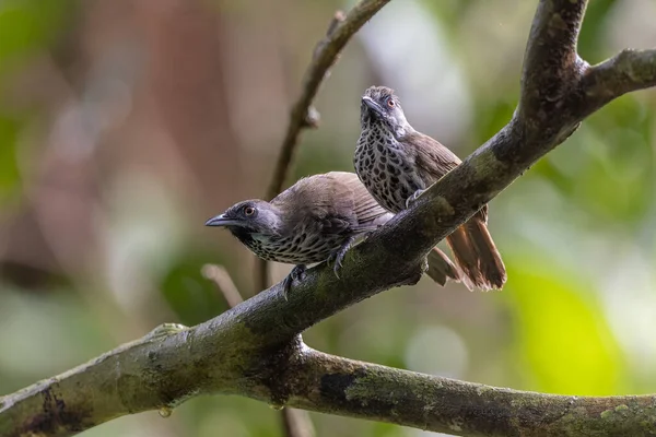 Doğa Kestane Kalçalı Babbler (Stachyris maculata) Sabah, Borneo 'da bir dalın üzerinde duruyor.