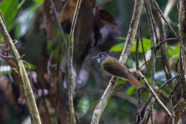 Sarı Göbekli Bulbul (Alophoixus phaeocephalus) Sabah, Borneo 'da çekildi