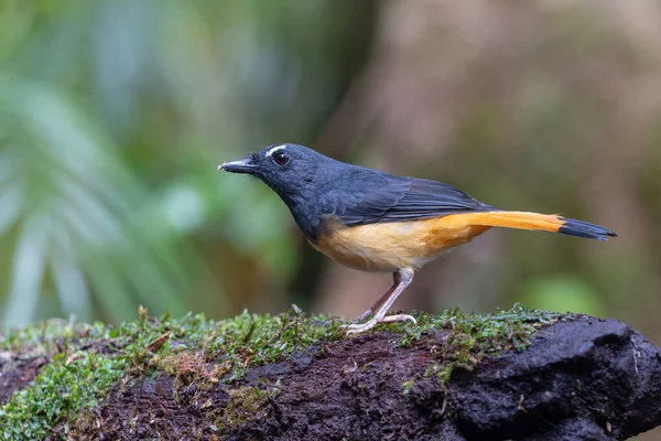 Rufous-tail Shama 'nın (Trichixos pyrropygus) doğa görüntüsü.