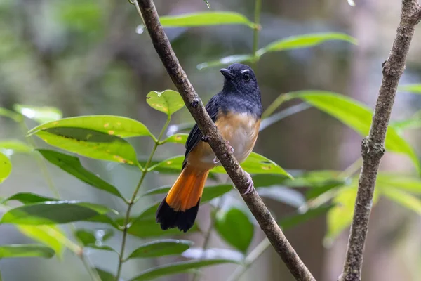 Rufous-tail Shama 'nın (Trichixos pyrropygus) doğa görüntüsü.