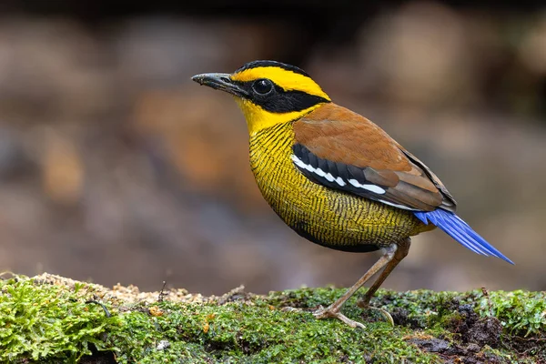 Bornean Banded Pitta (Pitta schwaneri) yemyeşil yağmur ormanı ortamında ve onu Bornean yağmur ormanlarının gerçek bir mücevheri yapar..