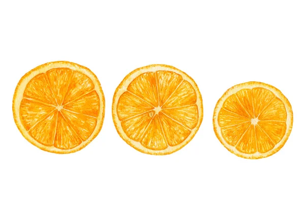 Beyaz arka plan üzerinde izole suluboya portakal dilimleri. Lezzetli, sulu, tropikal meyve.