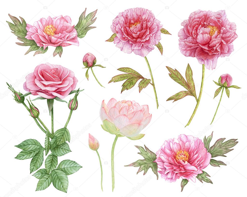 Watercolor pink summer flowers isolated on white background. Romantic, beautiful flowers with leaves. Peonies, rose, lotus, flower buds.