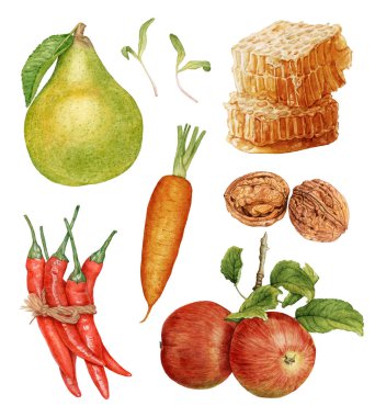 Suluboya sonbaharda hasat. Beyaz arka plan üzerinde izole meyve ve sebze. Elma, armut, kırmızı biber, ceviz, petek, havuç.