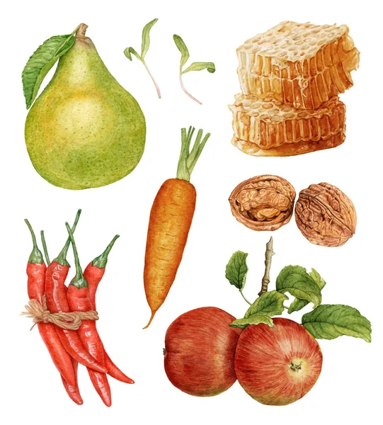 Suluboya sonbaharda hasat. Beyaz arka plan üzerinde izole meyve ve sebze. Elma, armut, kırmızı biber, ceviz, petek, havuç.