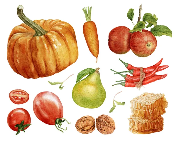 Suluboya sonbaharda hasat. Beyaz arka plan üzerinde izole meyve ve sebze. Kabak, elma, armut, kırmızı biber, domates, ceviz, petek, havuç.