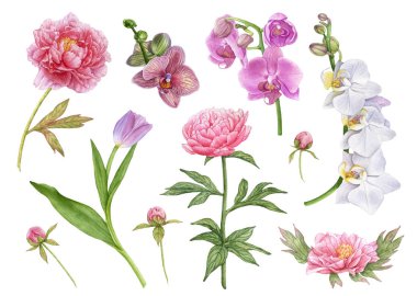 Suluboya çiçek ayarla, yaprakları, Pembe orkide, beyaz orkide, şakayık tomurcukları beyaz arka plan üzerinde izole peonies, mor lale pembe. Güzel, çiçek açan çiçekler.