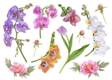 Suluboya çiçek, pembe peonies, mor lale yaprakları, Pembe orkide, beyaz ve mor orkideler, beyaz arka plan üzerinde izole şakayık tomurcukları ile. Güzel çiçekler.