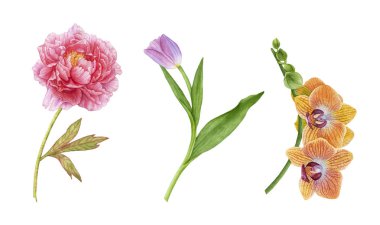 Sulu boya pembe şakayık yaprağı, mor lale, sarı orkide çiçekleri beyaz arka plan üzerinde izole. Güzel, yaz, çiçek çiçeklenme.