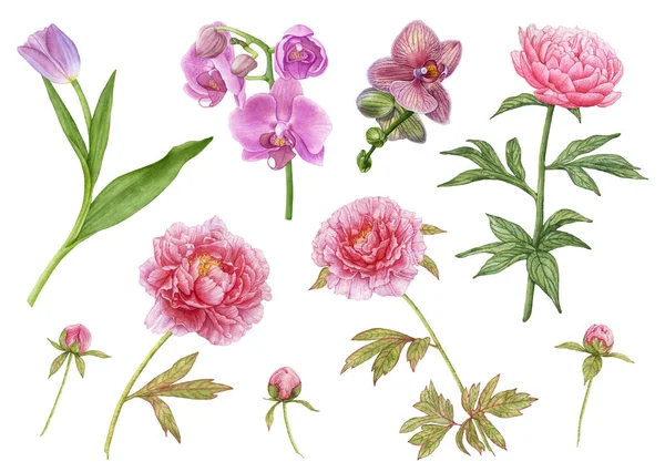 Suluboya çiçek koleksiyonu, pembe peonies, mor lale yaprakları, orkide çiçekler, beyaz arka plan üzerinde izole şakayık tomurcukları ile. Güzel, çiçek açan çiçekler.