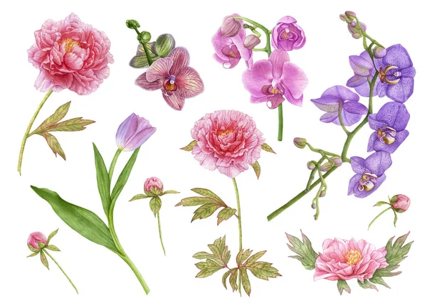 Suluboya çiçek cabukşalterli, pembe peonies, mor lale yapraklarla, orkide, mor orkideler, şakayık tomurcukları beyaz arka plan üzerinde izole pembe. Güzel, çiçek açan çiçekler.