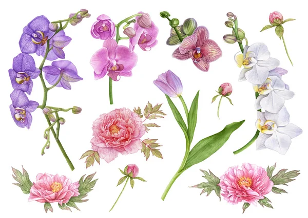 Suluboya çiçek, pembe peonies, mor lale yaprakları, Pembe orkide, beyaz, sarı ve mor orkideler, beyaz arka plan üzerinde izole şakayık tomurcukları ile. Güzel çiçekler.