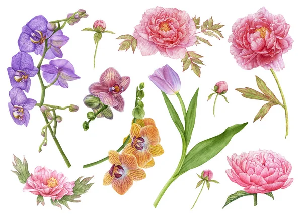 Sulu boya çiçekler, mor lale yaprakları, mor, sarı ve mor orkide çiçek, pembe peonies, çiçek tomurcukları beyaz arka plan üzerinde izole. Güzel çiçekler.