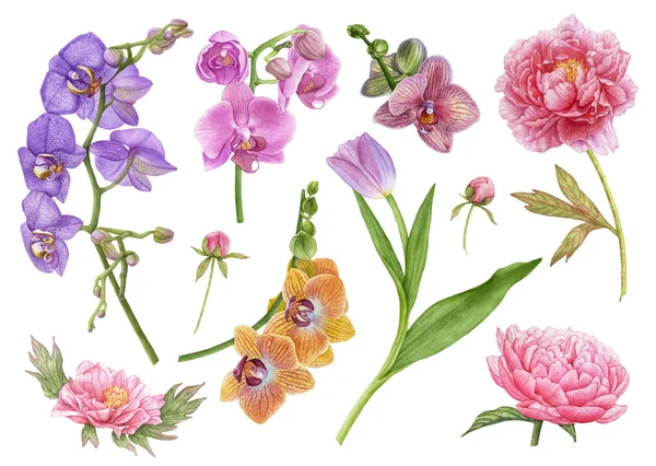 Sulu boya çiçekler, mor lale yaprakları, Pembe orkide, sarı ve mor orkideler, şakayık çiçekleri, çiçek tomurcukları beyaz arka plan üzerinde izole. Güzel çiçekler.