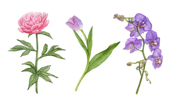 Pembe suluboya şakayık, mor lale yaprakları, mor orkide çiçekler, beyaz arka plan üzerinde izole Orkide şube ile. Güzel, yaz, çiçek çiçeklenme.