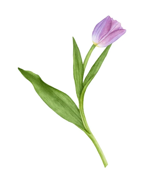 Suluboya mor lale ile izole üzerinde beyaz arka plan bırakır. Güzel, çiçek çiçeklenme.