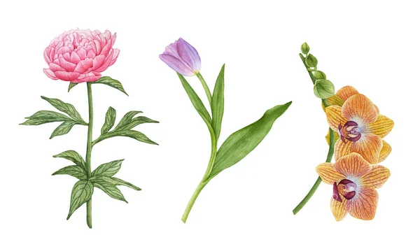 Akvarell Rosa Pion Med Blad Lila Tulpan Gul Orkidé Blommor — Stockfoto