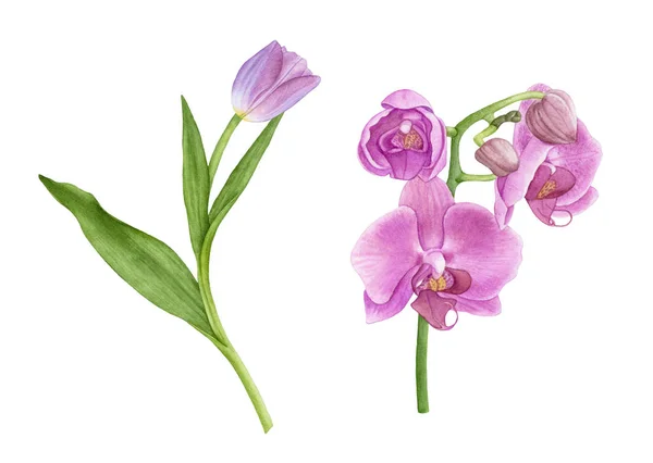 Suluboya Pembe orkide çiçekler, Orkide şube, mor lale beyaz arka plan üzerinde izole yaprakları ile. Güzel, çiçek açan, yaz çiçek.
